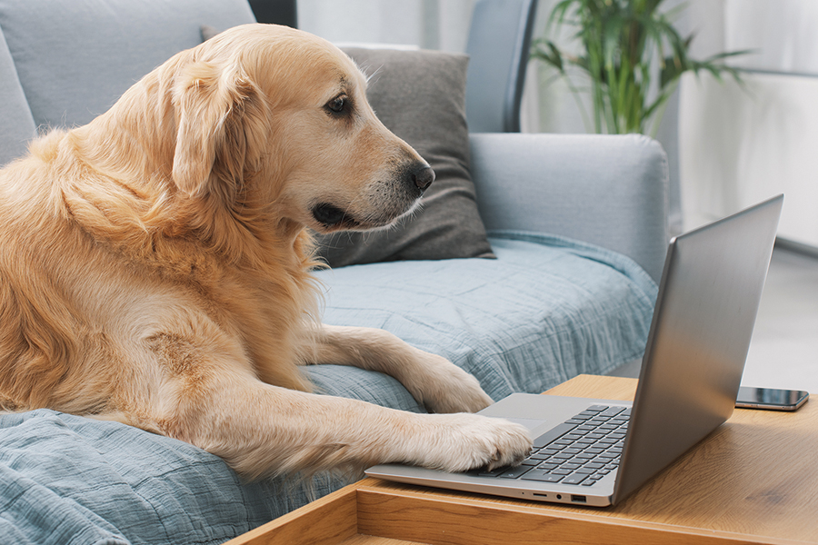 dog at a computer